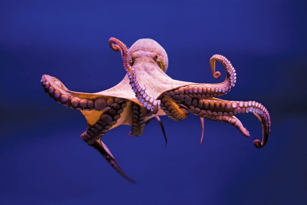 Осьминог - описание, размеры, где обитает, питание, сколько живет