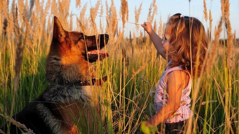 Плюсы и минусы немецкой овчарки