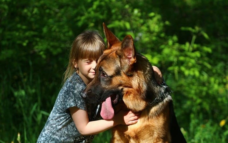 Плюсы и минусы немецкой овчарки