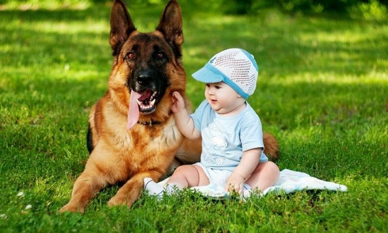 Плюсы и минусы немецкой овчарки