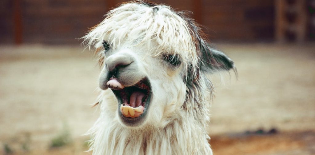 Лама: описание, виды, среда обитания, что едят, враги и образ жизни