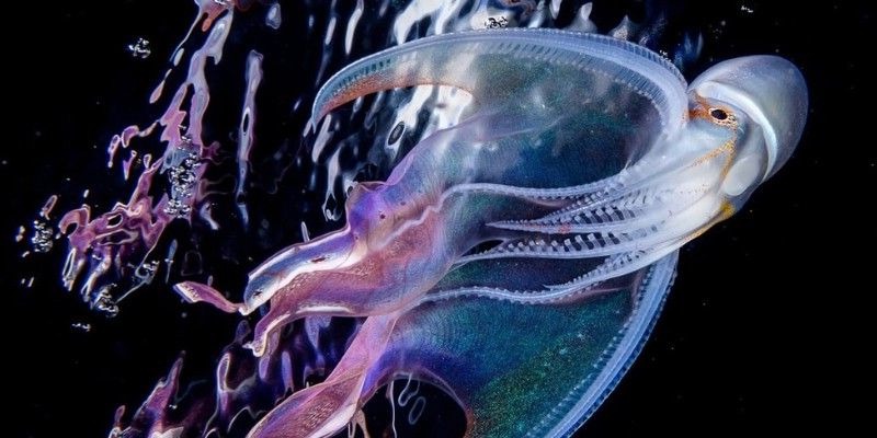 Осьминог - описание, размеры, где обитает, питание, сколько живет