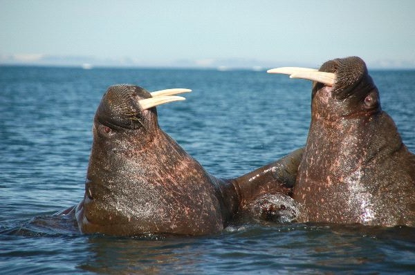 Рыба - это млекопитающее или нет: описание морских обитателей
