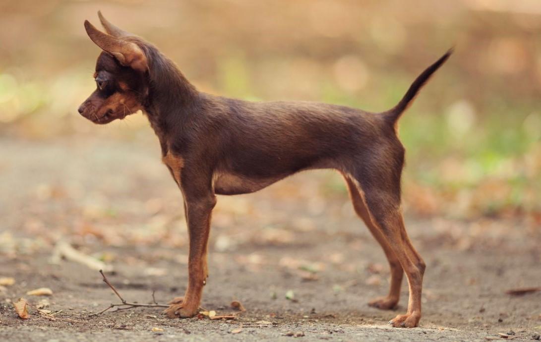 Russisk toy terrier - valp
