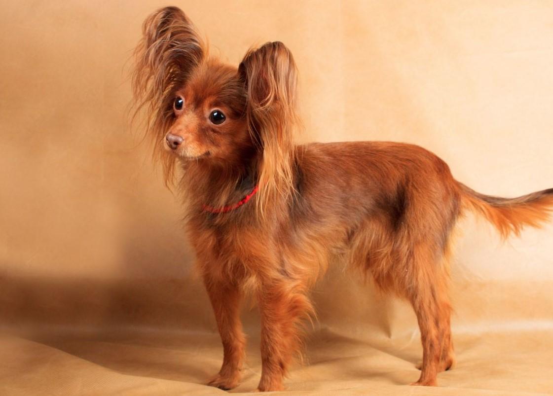 Russisk Toy Terrier - Langhåret