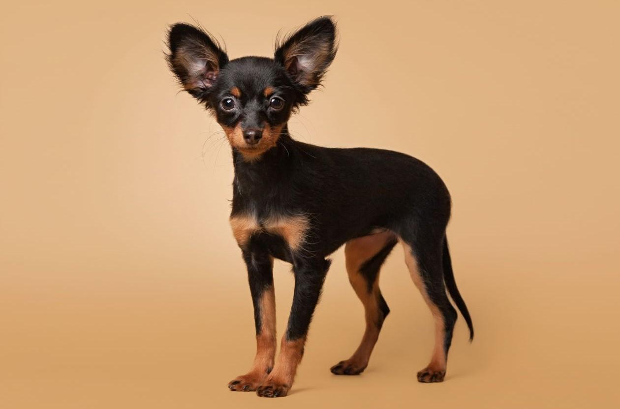 Русский той-терьер - выбор щенка