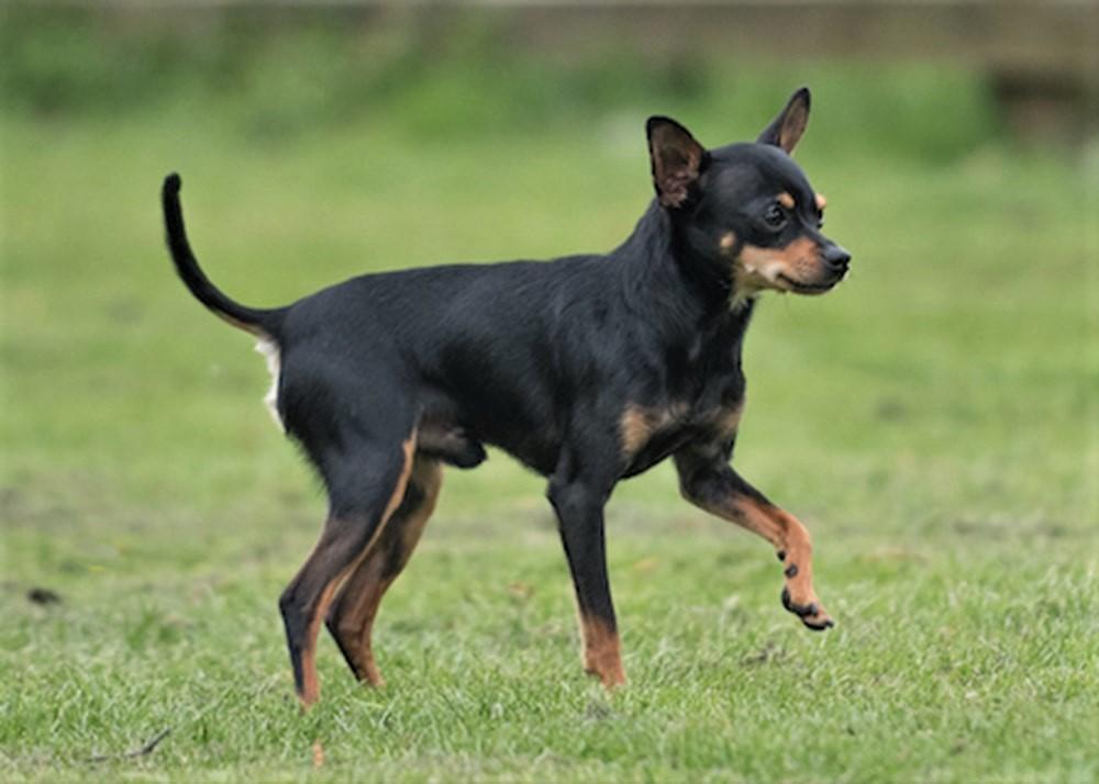Russisk toy terrier - trening