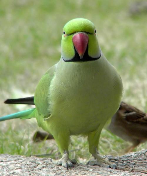 Как определить возраст ожерелового попугая