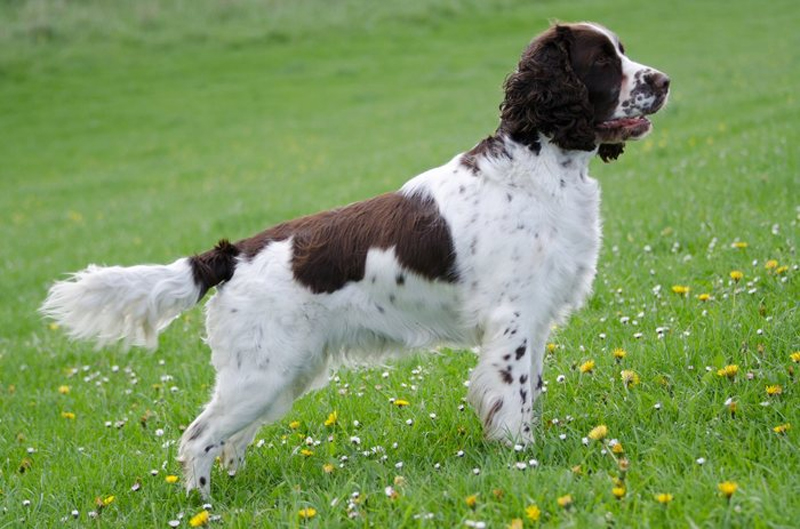 Английский спрингер-спаниель