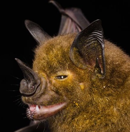 Среда обитания летучей мыши: где живет, приспособленность