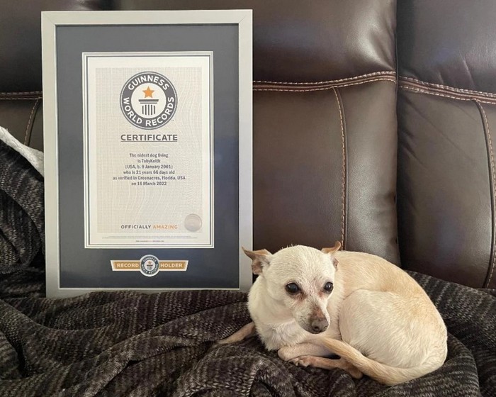 Чихуахуа: описание породы и особенности характера