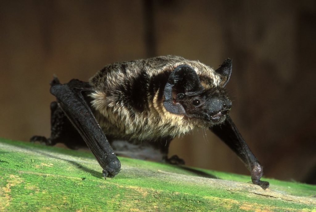 Среда обитания летучей мыши: где живет, приспособленность
