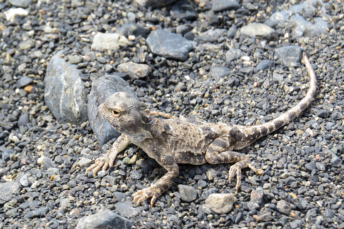 Такырная круглоголовка