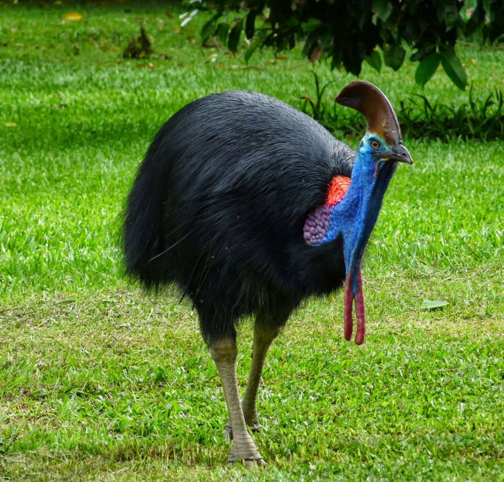 Страус с голубой шеей