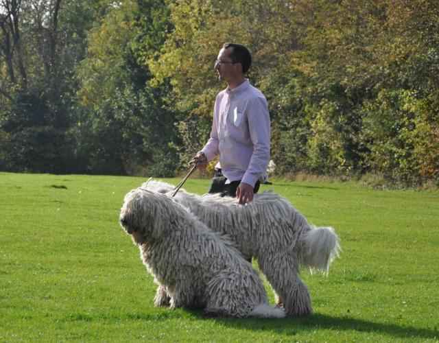 Подробное описание венгерской овчарки гвардейской породы Командор