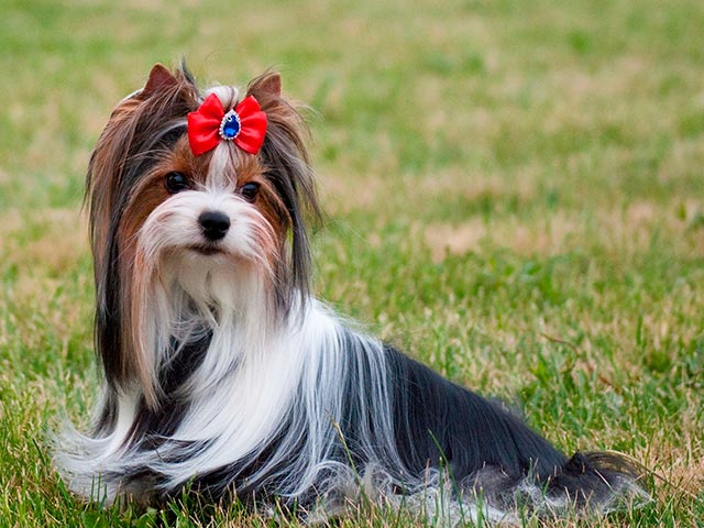 Девушка Бивер Йоркширский Терьер Фото