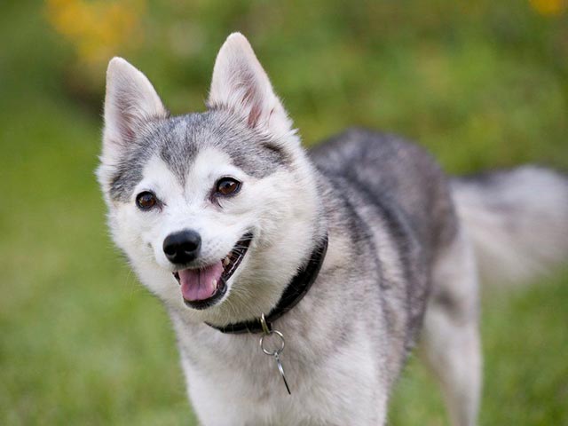 Взрослая собака породы кли-кай Фото