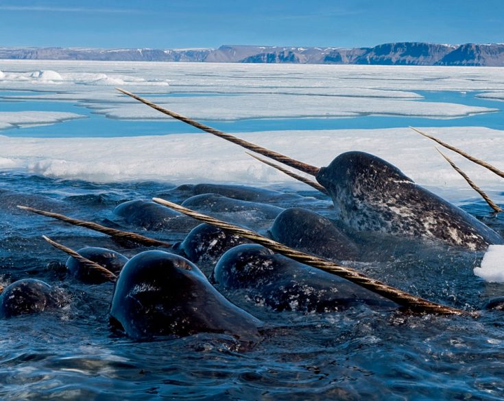 Нарвал в Красной книге России - рог нарвала, бивень
