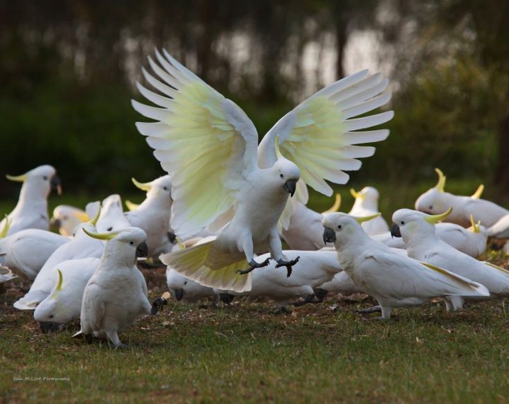 Сколько живут попугаи какаду в домашних условиях
