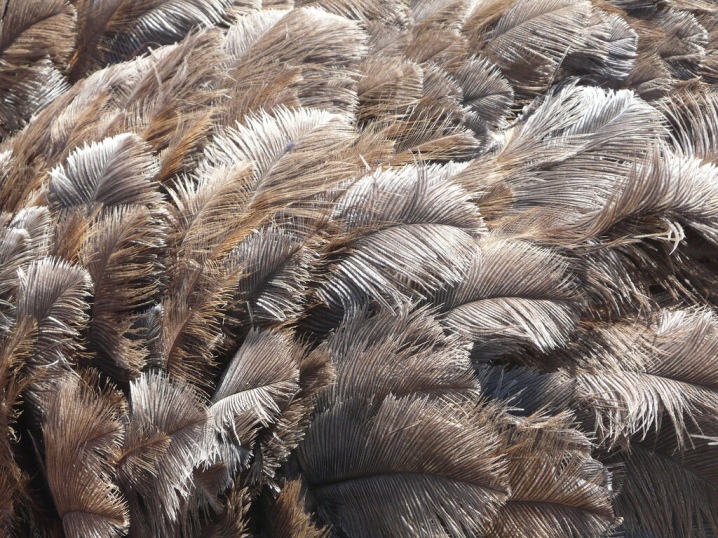 Перья страусов