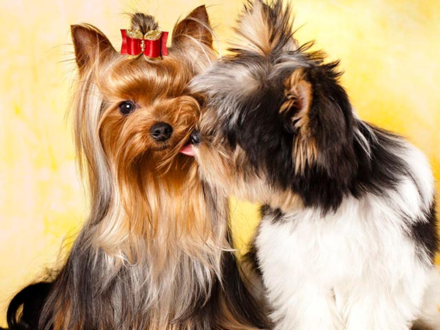 Фото бивера и йоркширского терьера