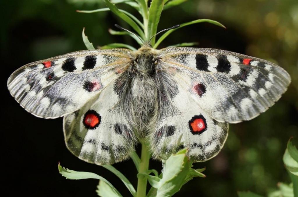 Бабочка аполлона обыкновенного