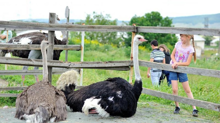 Страусы на ферме