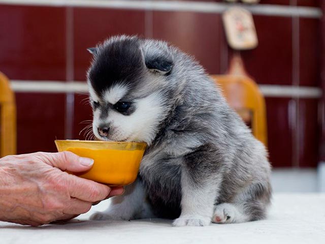 Щенок мини-хаски ест из миски Фото