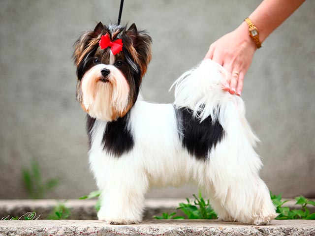 Густая шерсть бивер-йоркширского терьера фото