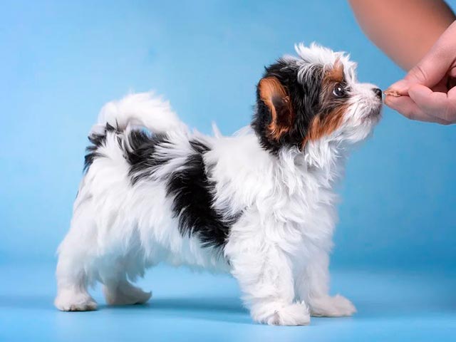 Упражняйтесь с бивер-йорком Фото