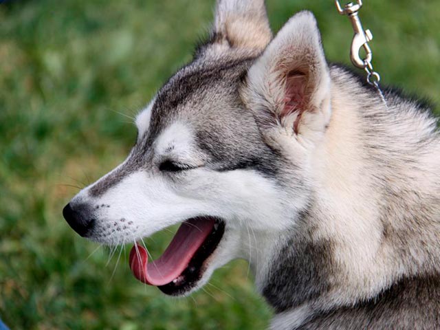 Той хаски на природе Фото