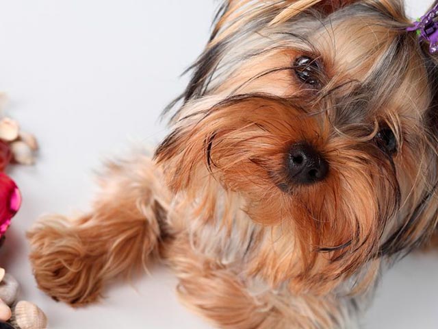 Фотка йорк терьера