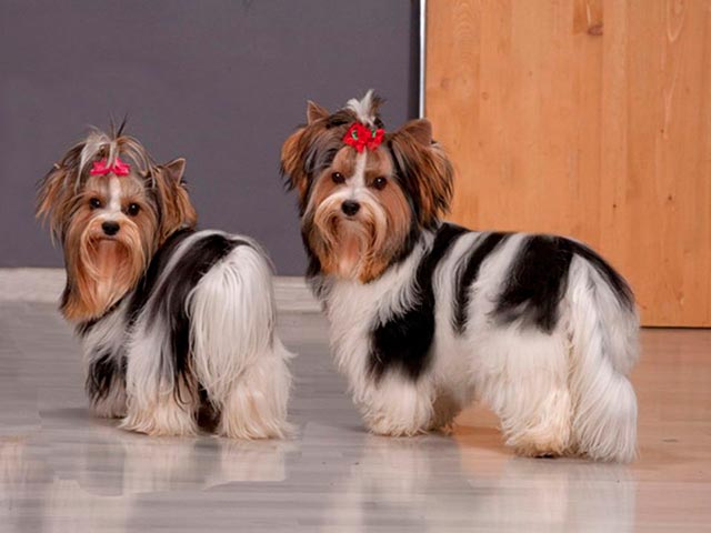 Порода бивер йоркширский терьер фото