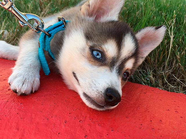 Миниатюрная хаски Фото