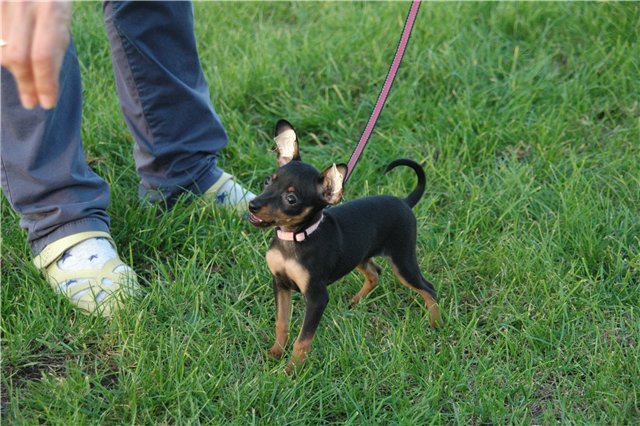 Пражский крысарик