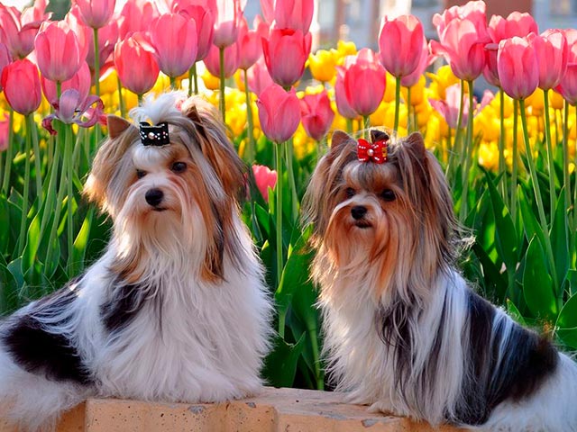 Мини йоркширский терьер Бивер - фото