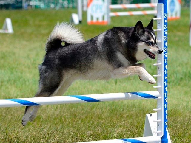 Декоративная порода мини-хаски Фото