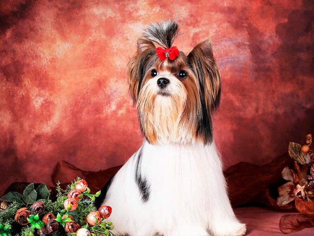 Взрослый йоркширский бобр - фото