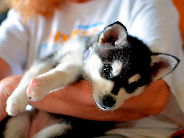 Щенок мелкой породы хаски Фото