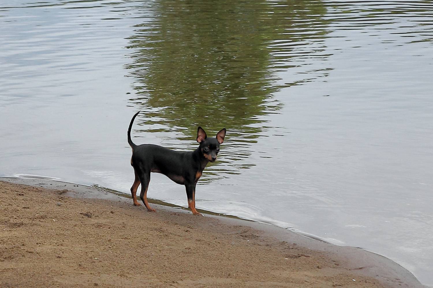 Пражский крысарик