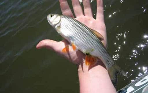 Как выглядит, где водится рыба елец и на что ловится