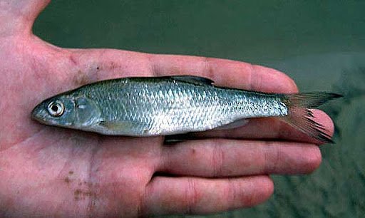 Как выглядит, где водится рыба елец и на что ловится