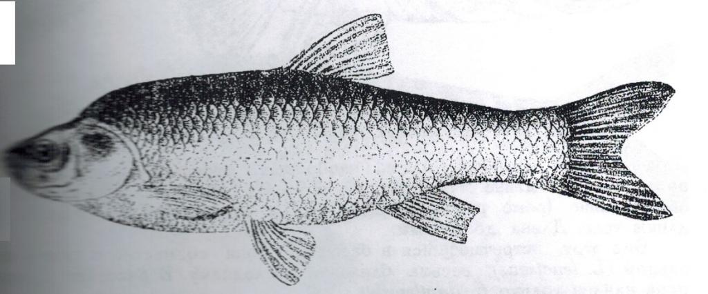 Как выглядит, где водится рыба елец и на что ловится