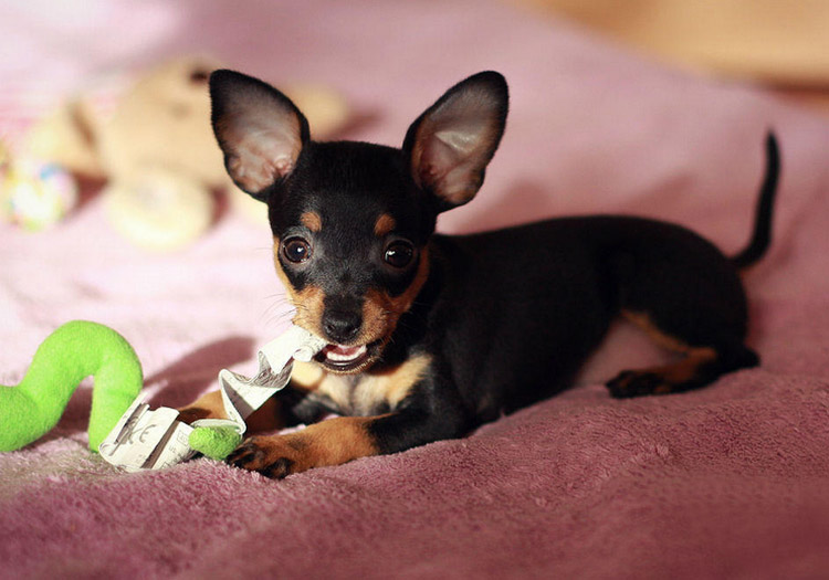 Пражский крысарик