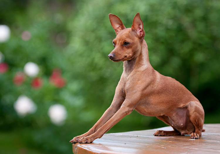 Пражский крысарик