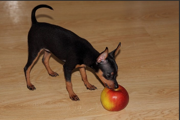 Любитель яблок