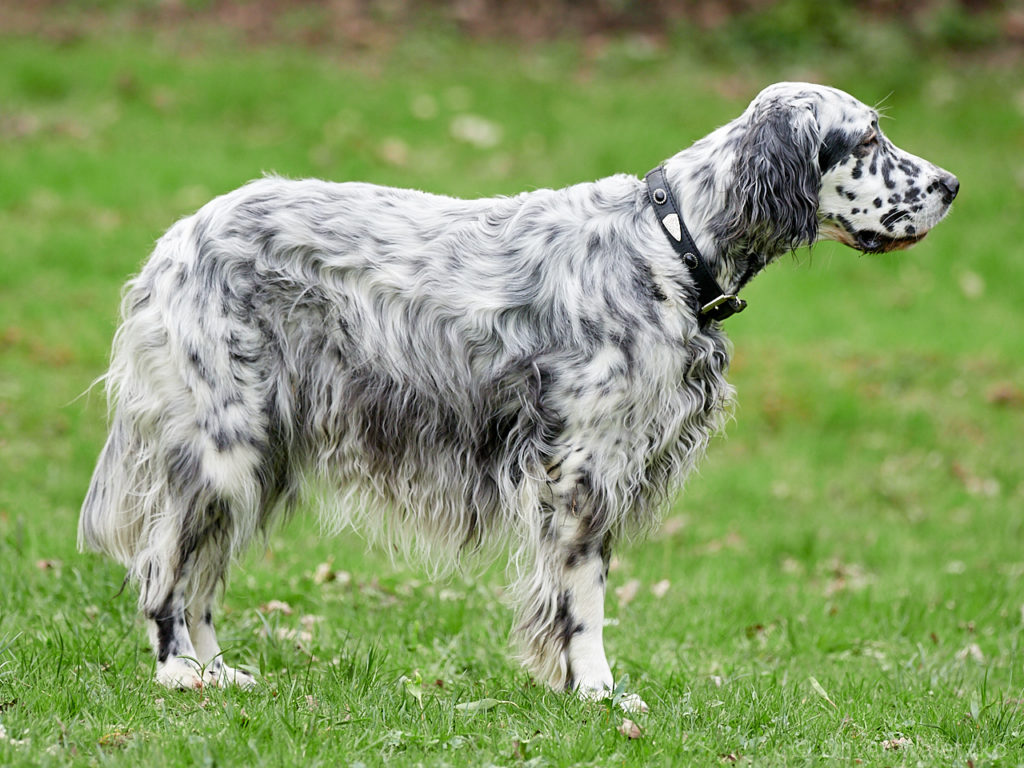 Английский сеттер