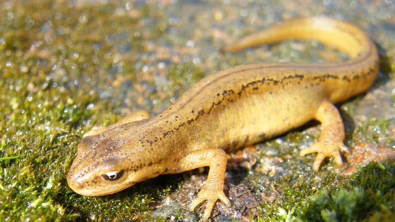 Тритон обыкновенный