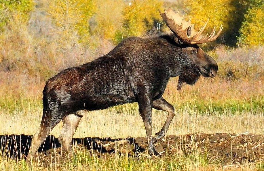Лось: описание животного, особенности, виды, образ жизни