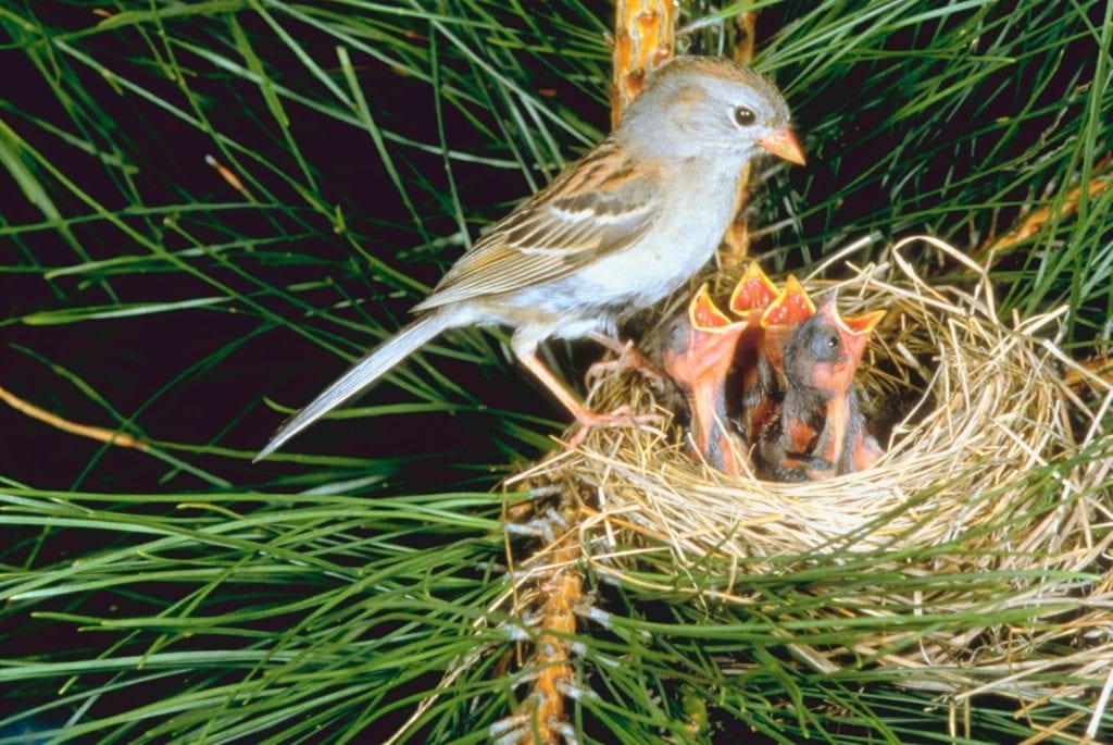 размножение воробьев